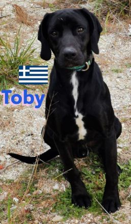 Tommy und Toby, 03/23 - suchen DRINGEND gemeinsames Zuhause