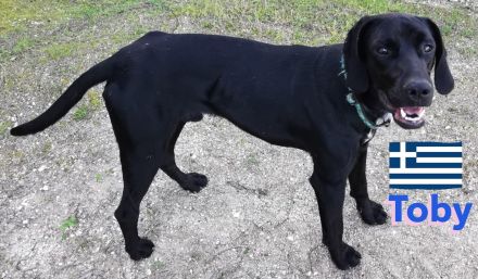 Tommy und Toby, 03/23 - suchen DRINGEND gemeinsames Zuhause