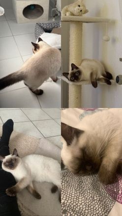 Reinrassige BKH Katze mit blauen Augen