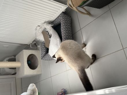 Reinrassige BKH Katze mit blauen Augen