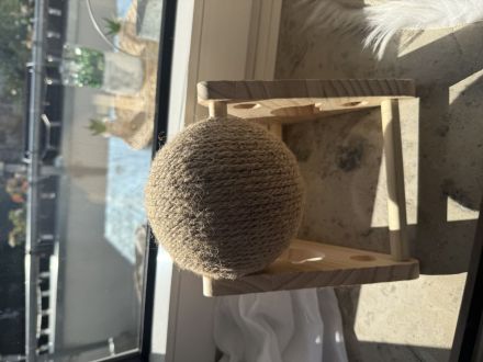 Reinrassige BKH Katze mit blauen Augen