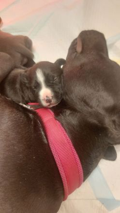 American Staffordshire Terrier welpen