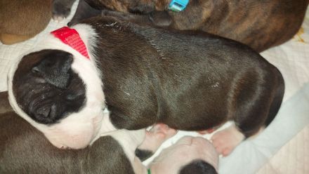 American Staffordshire Terrier welpen