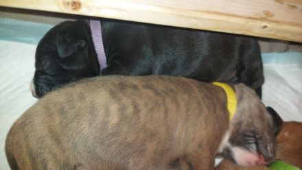 American Staffordshire Terrier welpen