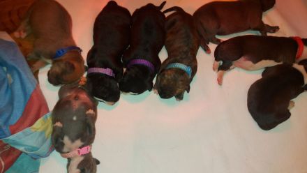 American Staffordshire Terrier welpen