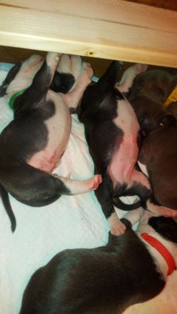 American Staffordshire Terrier welpen