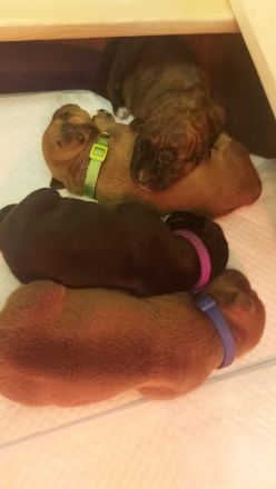 American Staffordshire Terrier welpen