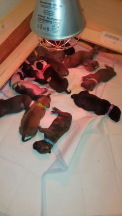 American Staffordshire Terrier welpen