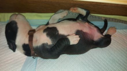 American Staffordshire Terrier welpen