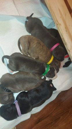 American Staffordshire Terrier welpen