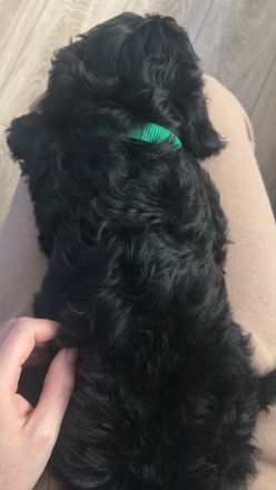 Französischer Wasserhund - BARBET