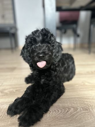 Französischer Wasserhund - BARBET