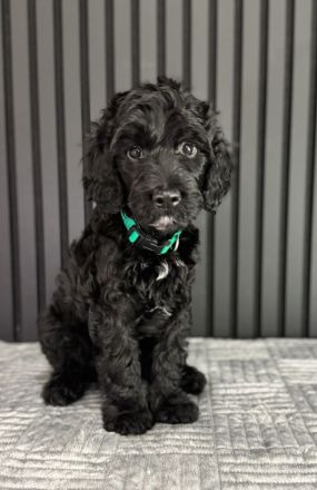 Französischer Wasserhund - BARBET