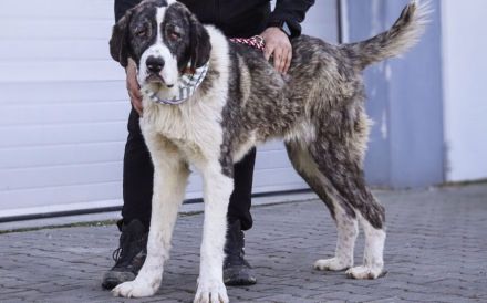 Happy End gesucht für Lucio