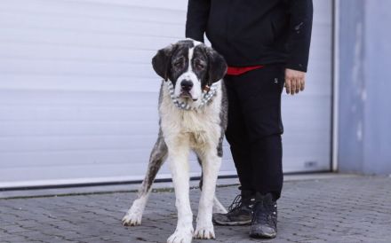 Happy End gesucht für Lucio