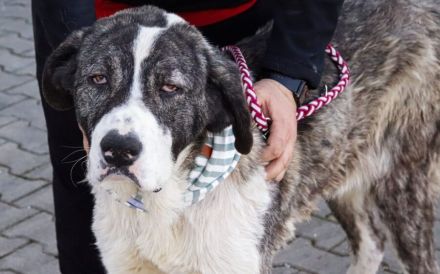 Happy End gesucht für Lucio