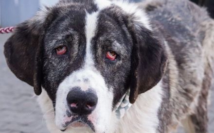 Happy End gesucht für Lucio