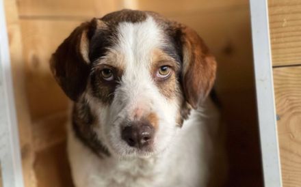 Fauna sucht ein ländliches Zuhause