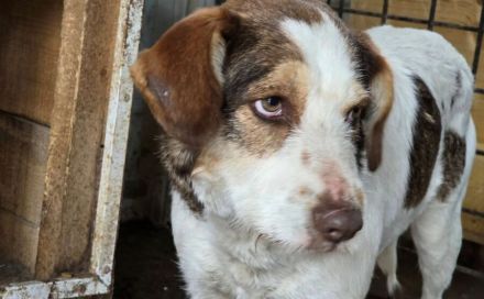 Fauna sucht ein ländliches Zuhause