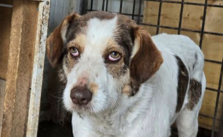 Fauna sucht ein ländliches Zuhause