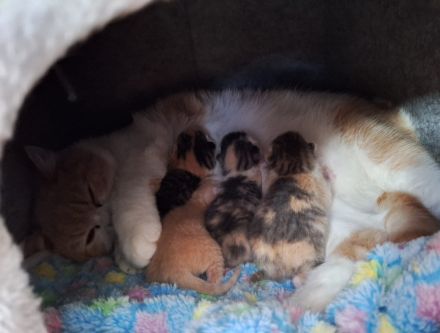 Süsse BKH Kitten abzugeben