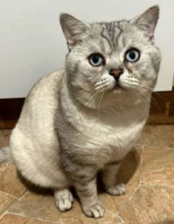 Süsse BKH Kitten abzugeben