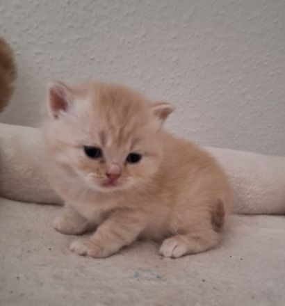 Süsse BKH Kitten abzugeben