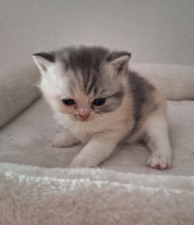 Süsse BKH Kitten abzugeben