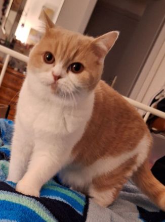 Süsse BKH Kitten abzugeben