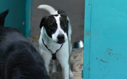 Scheuer Merlin sucht geduldiges Zuhause