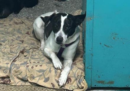 Scheuer Merlin sucht geduldiges Zuhause