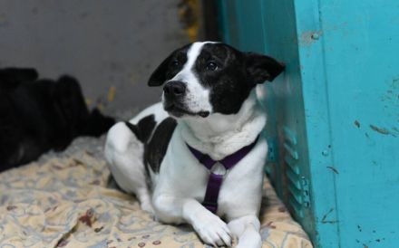 Scheuer Merlin sucht geduldiges Zuhause