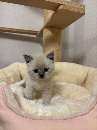 Süße BKH Blue Point Kitten reinrassig