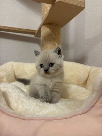 Süße BKH Blue Point Kitten reinrassig