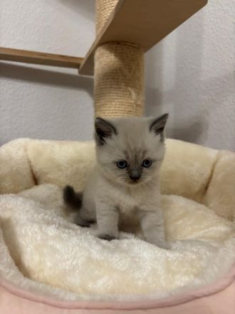 Süße BKH Blue Point Kitten reinrassig
