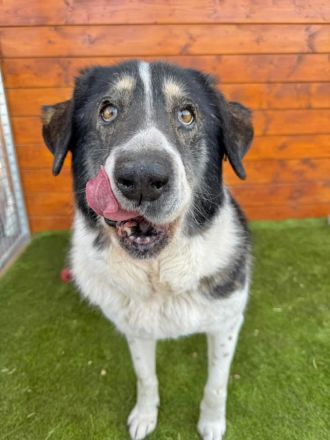 Kiriam - ruhig, aktiv, die ideale Familienhündin