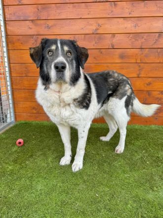 Kiriam - ruhig, aktiv, die ideale Familienhündin