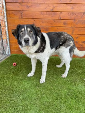 Kiriam - ruhig, aktiv, die ideale Familienhündin