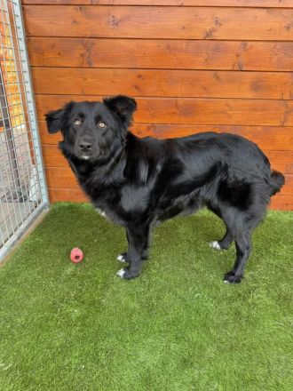 Monterey - sozial, verschmust, gesellig