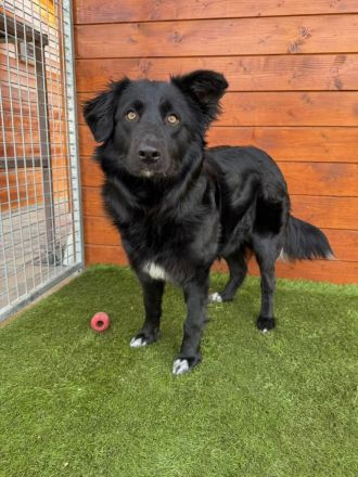 Monterey - sozial, verschmust, gesellig