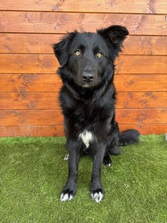 Monterey - sozial, verschmust, gesellig