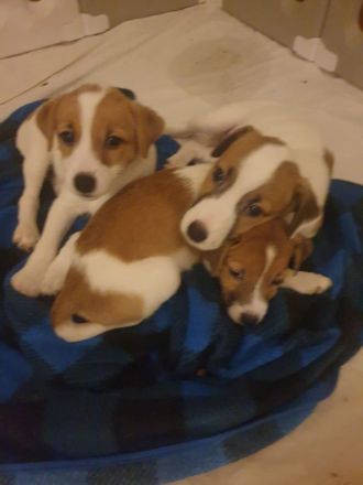 2 Rüden Parson russell Terrier Welpen ( ein Rüde ist reserviert)