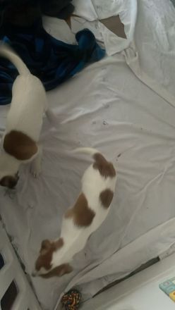 2 Rüden Parson russell Terrier Welpen ( ein Rüde ist reserviert)