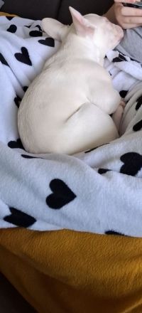 Französische bulldogge