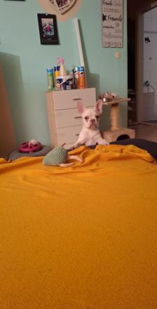 Französische bulldogge