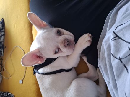 Französische bulldogge