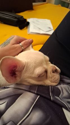 Französische bulldogge