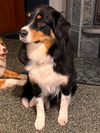 Australian Shepherd Welpen mit ASCA Papieren