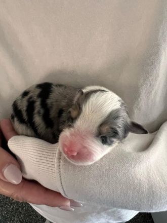 Australian Shepherd Welpen mit ASCA Papieren