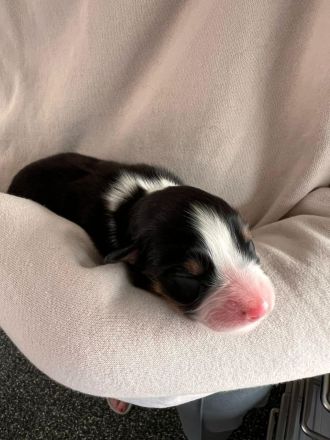 Australian Shepherd Welpen mit ASCA Papieren